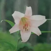 あずき