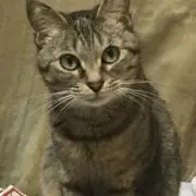 鯉猫の画像