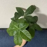 パキラちゃんの画像