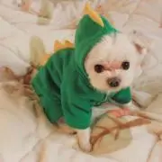 こたつ