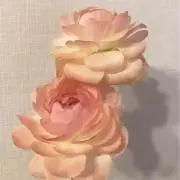 まいの画像