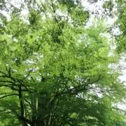 ビーグル（プロフご覧下さい）