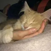 ちゃき