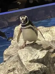 アオの画像