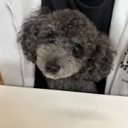 みきの画像