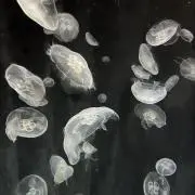 HAKUの画像