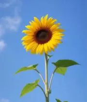 M.S.☆スピード発送・迅速対応☆の画像