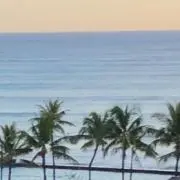マツキヨサンバの画像