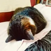 すぅの画像