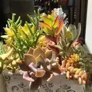 くたこいぬの画像