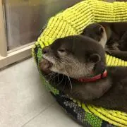どろっぷの画像