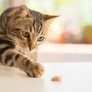 ruru
