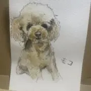 mokoの画像