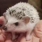 ころもの画像