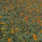 ぶすてぃの画像