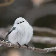 ちゅん。プロフ必読の画像