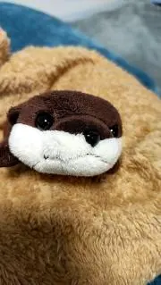 コロちゃんの画像