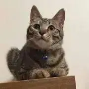 Haruの画像