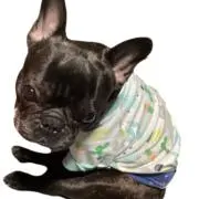 よこはちの画像