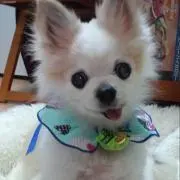 ダンディ  プロフ必読！の画像