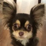 Ksの画像
