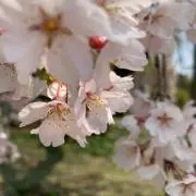 櫻田 咲月の画像