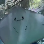ちょむの画像