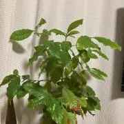 ウサギ