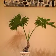 かよの画像
