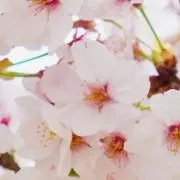 さくらの画像