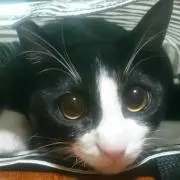 あーにゃん