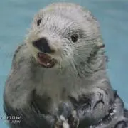 あっこの画像