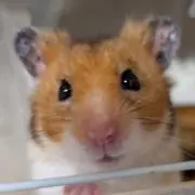 しーの画像
