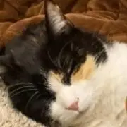 にこの画像