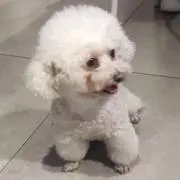 Hezi