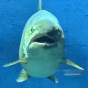 ねろの画像