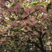 イロイロ　古着の画像