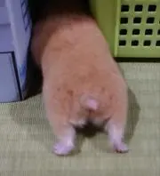 ぴーちゃんの画像