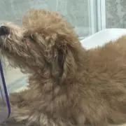 たみれ