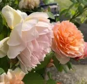 しずく   ⭐︎ プロフお読み下さい