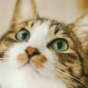 ねこ吉の画像