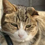 めろ
