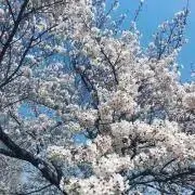 めい