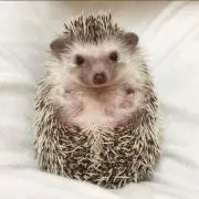 ハリネズミの画像