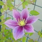 クレマチス【★プロフ読んで下さい★】