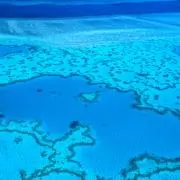 ココの画像