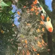 ゆーじっく