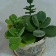namiの画像