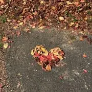 nnnu （プロフ必読の画像