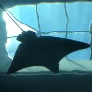 イルカの画像